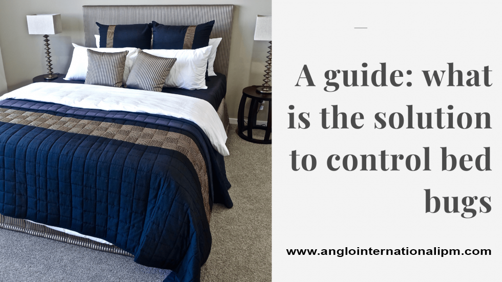 A guide: what is the solution to control bed bugs